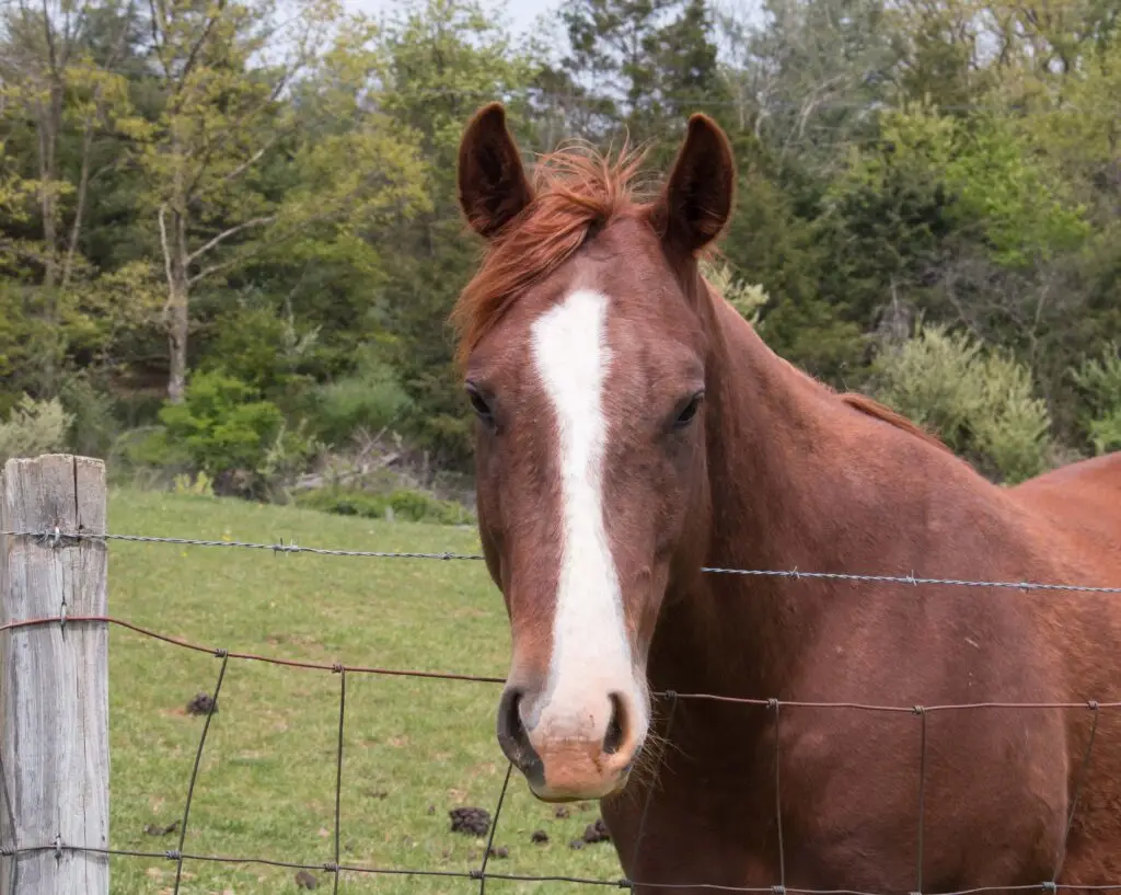 A brown horse with a white stripe on its face stands behind a wire fence in a grassy field, with trees and greenery in the background.
