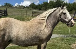 A light gray horse with a braided mane stands in a grassy field near a fence and gate, wearing a halter on its head. Trees and a partly cloudy sky are in the background.