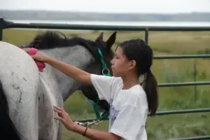A girl in a white T-shirt brushes the back of a gray horse with a pink brush outdoors, standing by a green metal fence with grassy fields in the background.