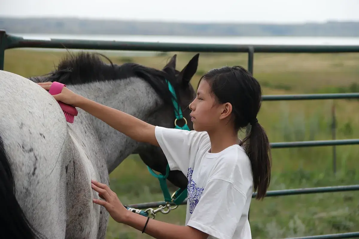 A girl in a white T-shirt brushes the back of a gray horse with a pink brush outdoors, standing by a green metal fence with grassy fields in the background.