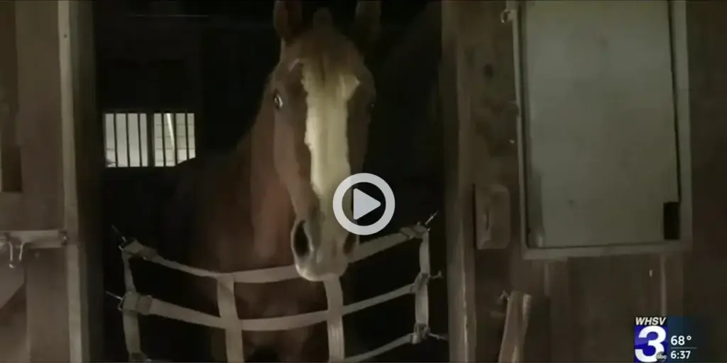 A brown horse with a white blaze on its face stands inside a stable stall, looking out through a safety gate. The WHSV 3 news logo and weather information appear in the bottom right corner.