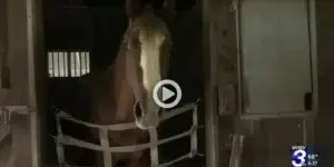 A brown horse with a white blaze on its face stands inside a stable stall, looking out through a safety gate. The WHSV 3 news logo and weather information appear in the bottom right corner.