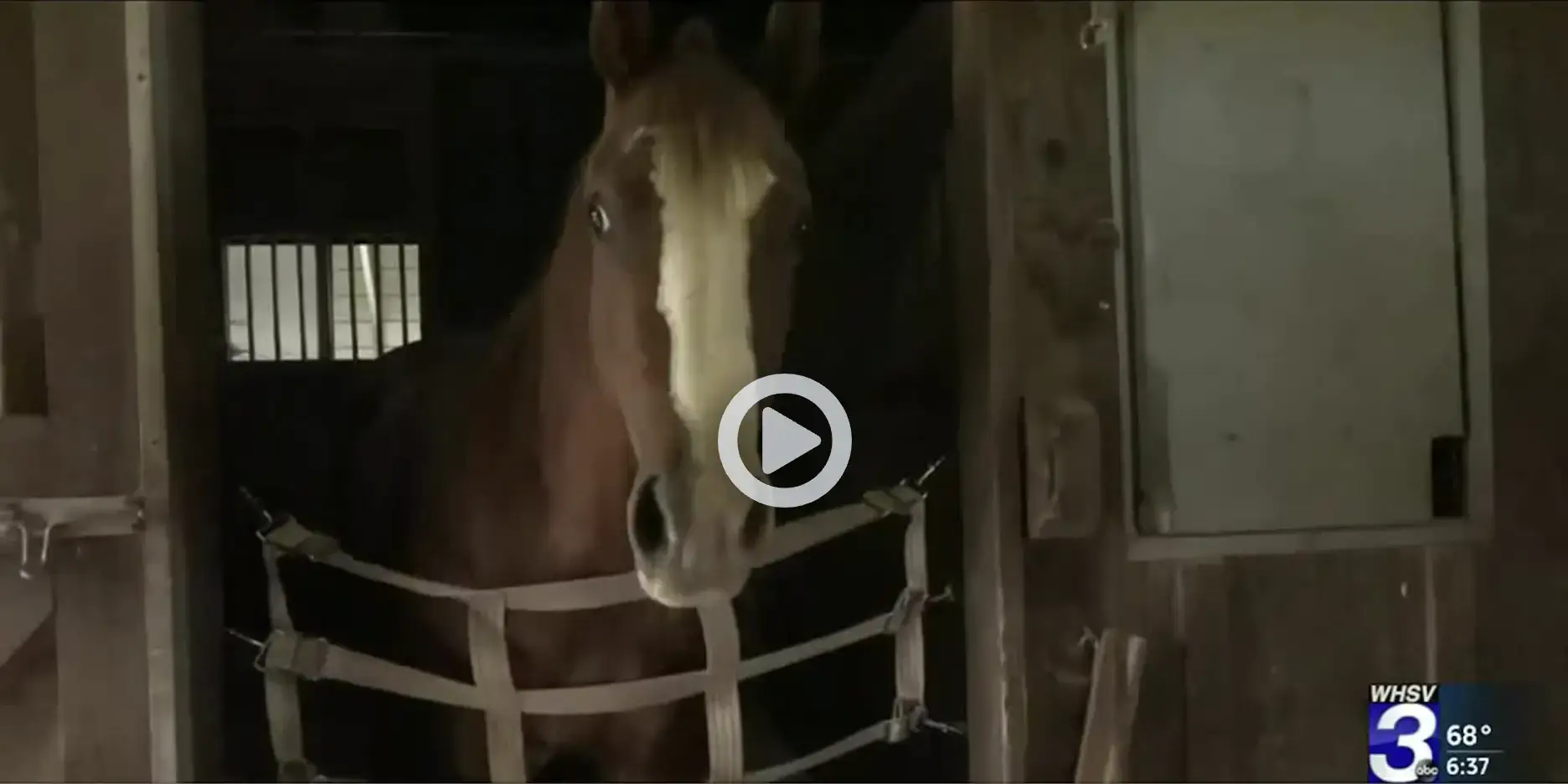 A brown horse with a white blaze on its face stands inside a stable stall, looking out through a safety gate. The WHSV 3 news logo and weather information appear in the bottom right corner.