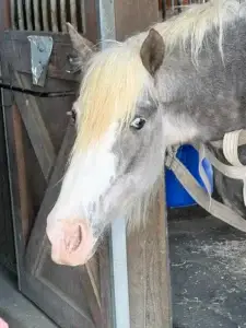 A close-up of a light gray and white horse with a long, pale blonde mane, standing in a stable doorway with a blue bucket visible in the background.