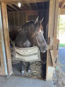 A dark brown horse stands inside a wooden stable, looking out through an open doorway with a fabric barrier across the front. Sunlight shines in from outside, illuminating part of the horses face and the stable.