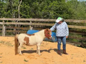 A woman wearing jeans, boots, and a cap pets a small brown and white pony standing on sandy ground in a fenced outdoor area with trees in the background.